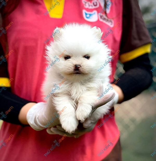 Giống chó Pomeranian 60 ngày tuổi dễ nuôi