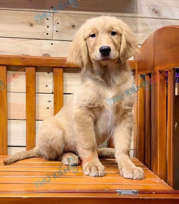 Chó Golden Retriever 60 ngày tuổi tại Thú Kiểng