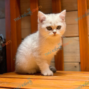 Giống mèo British Shorthair 60 ngày tuổi đáng yêu