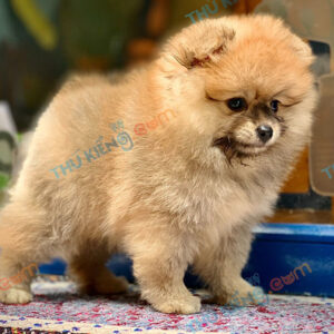 Chó Pomeranian 60 ngày tuổi