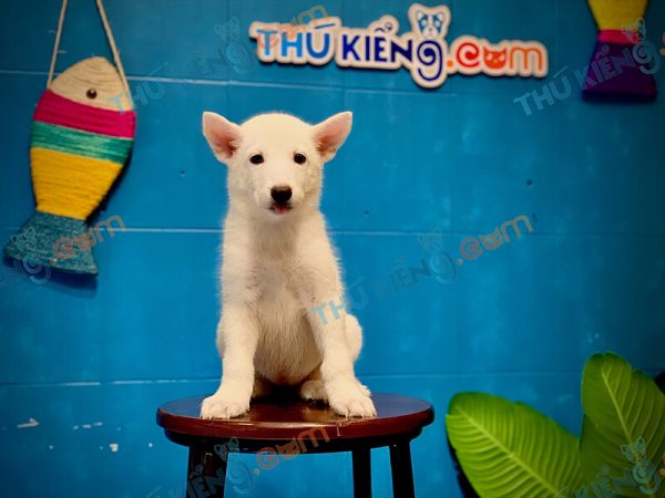 Mua Giống chó Husky Siberian 60 ngày tuổi lông trắng