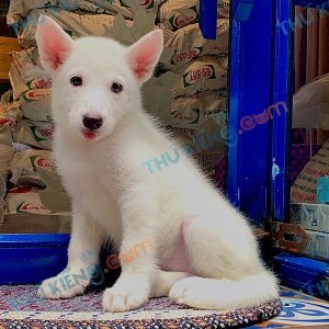 Giống chó Husky Siberian 60 ngày tuổi giá hợp lí