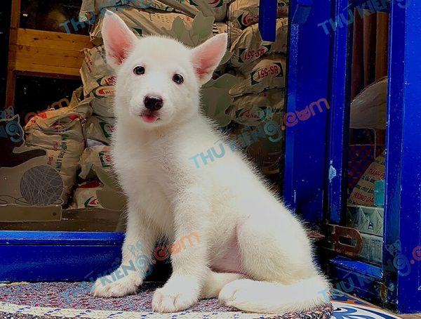 Giống chó Husky Siberian 60 ngày tuổi lông trắng