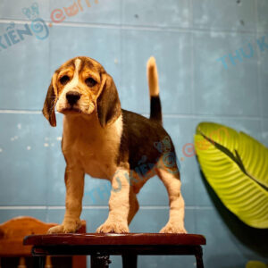 Mua chó Beagle 60 ngày tuổi đẹp