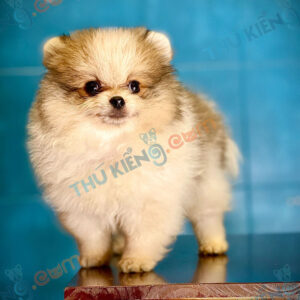 Chó Pomeranian 60 ngày tuổi đẹp