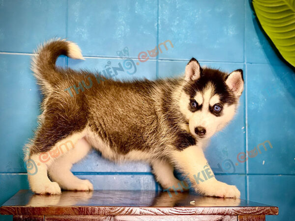 Giống chó Siberian Husky 60 ngày tuổi