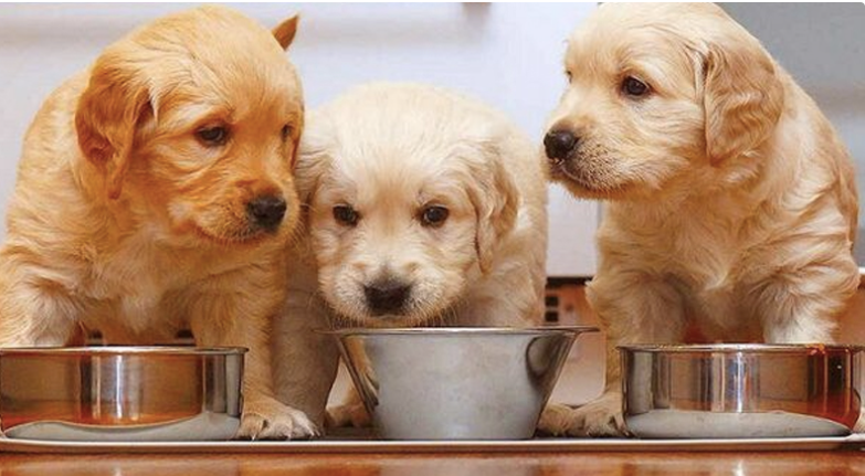 Thức ăn chó Golden-thành phần dinh dưỡng