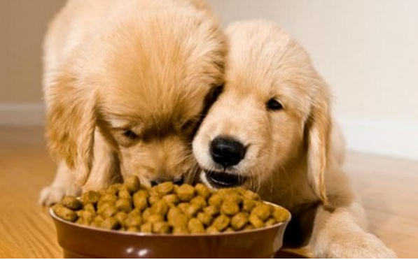 Ưu điểm thức ăn khô cho chó