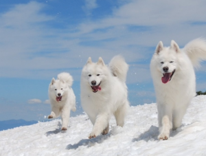 Chó Alaska tuyết trắng