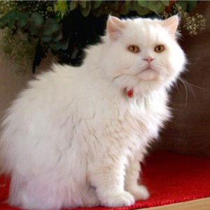 Mèo Anh lông dài trắng