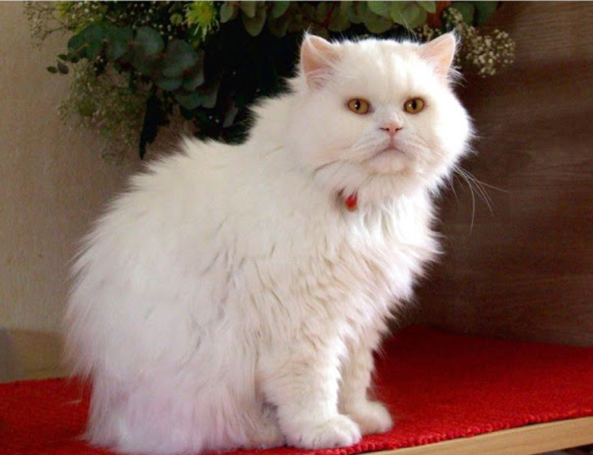 Đặc điểm của mèo Anh lông dài trắng