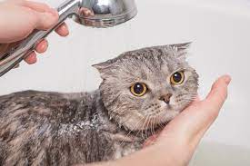 Cách tắm cho mèo hiệu quả