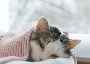 Làm gì khi mèo bị sốt?