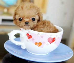 Chó Poodle Teacup