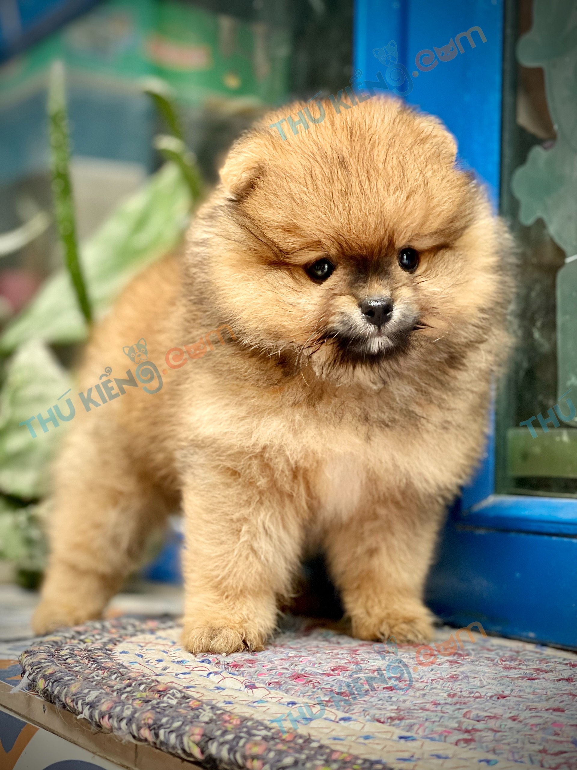 Giống chó : Pomeranian9