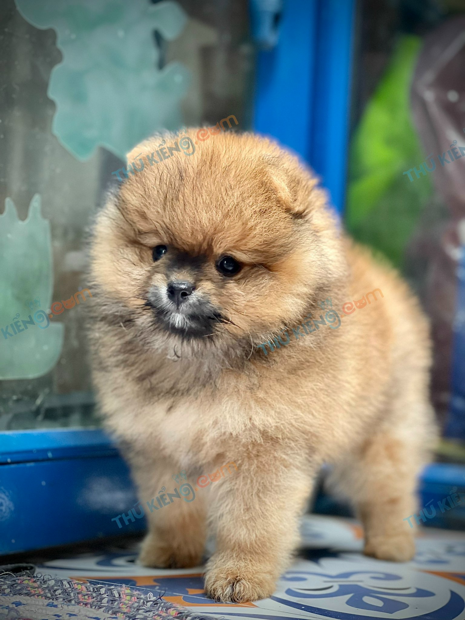 Giống chó : Pomeranian2