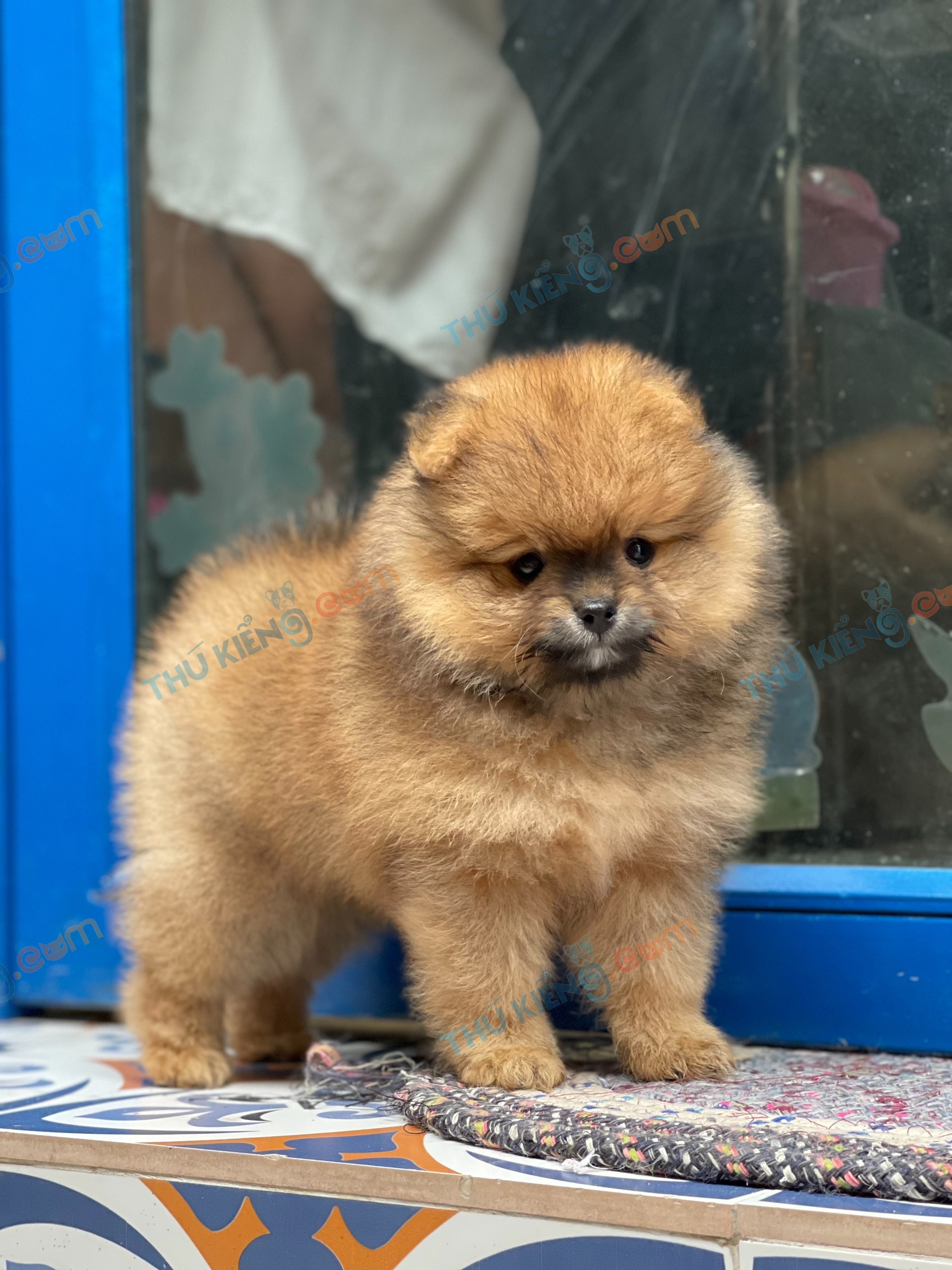 Giống chó : Pomeranian3