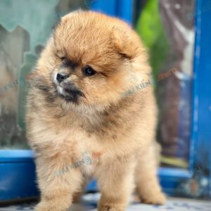 Giống chó : Pomeranian4